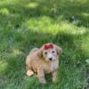 Miniature Goldendoodle Females ~ Ready to go!