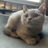 Baloo the Lilac British Shorthair