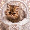 Female Shaded Golden Persian