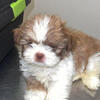 Male Shih Tzu 