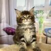 NewElite Maine coon kitten from Europe with excellent pedigree, female. Alva Nolana