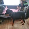 AKC German Rottweiler Puppies