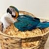 Blue and Gold Macaw Baby