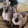 Beautiful Canadian Sphynx - Seal Point Female