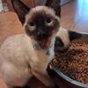 Siamese Kitten