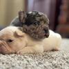 Frenchie pups! AKC