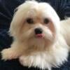 Sweet male Maltese puppy