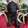 F1B male  Mini Goldendoodle 