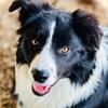 AKC Border Collie Puppies