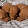 Vizsla 0FA GOOD AND NORMAL tested parents