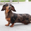 Dachshund Available for Adoption