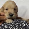 Golden retriever puppy