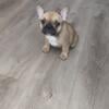 French bulldog puppies born May 19th. $1,000