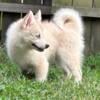 Marcie- Pomsky Puppy