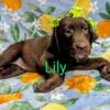 AKC Chocolate Labrador Puppies 12 Weeks Old