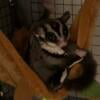 Sugar Glider for sale with cage and accessories