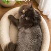 CFA Adult Chocolate Male (co own or kitten back opportunity)