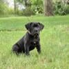 ICCF Black Male Cane Corso Puppy