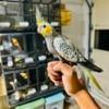 Pearl cockatiel hand tame baby