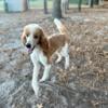 AKC Red Tuxedo Standard Poodle Stud