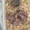 Baby Parrotlets sale