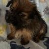 Shorkie