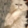 Persian cats available (proven)