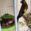 Goldfinch Hybrid Nice