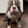 Pocket Male American Bully