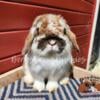 Holland Lop Show Quality