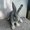 Pure flemish giant rabbit Gray color female - will be huge