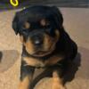 AKC Rottweiler puppies