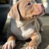 Tri Male American Bully 9 weeks