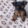 Male Teacup Yorkie