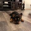 French Bulldog (male, fixed)