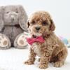 Toy poodles 1 girl and 1 boy left