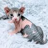 Baby Female & Male Elf Sphynx Kittens - Nationwide Shipping Available Unfur-gettable Sphynx