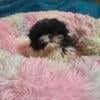 Imperial sized Shih-tzu female puppy