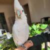 Goffin cockatoo