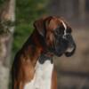 Boxer (Euros) - Top imported bloodlines located in Minnesota