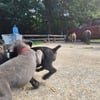 CANE CORSO THE BREED THAT EVERYONE NEEDS