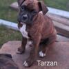 Tarzan (Boxer Puppy)