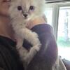 Free kittens