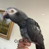 Tame female Timneh African grey parrot