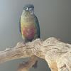Baby green cheek conure