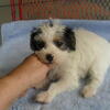 morkies for sale
