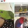 Yellow nape amaxon Babys senegals and Eclectus babys