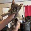 Free kittens (born on July 6th)