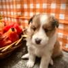 AKC Shetland sheep dog for sale