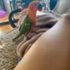 Female Jenday conure